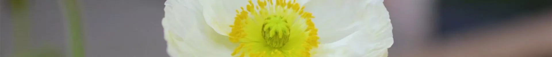 Mohn - Einpflanzen im Garten (Thumbnail).jpg