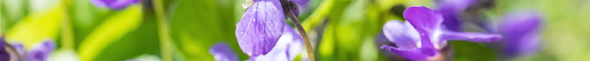 Duftveilchen - Einpflanzen im Garten (Thumbnail).jpg