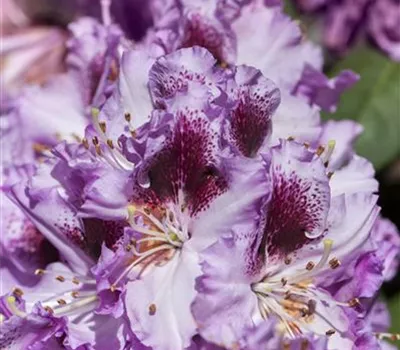 Rhododendron Hybr.'Pfauenauge' -R-