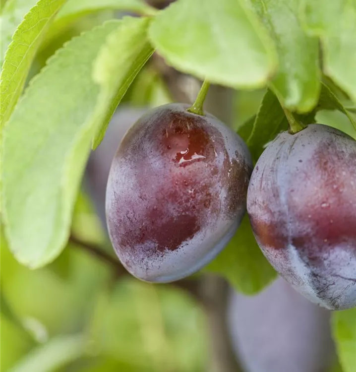 Zwetsche 'Bühler Frühzwetsche' mittelfrüh