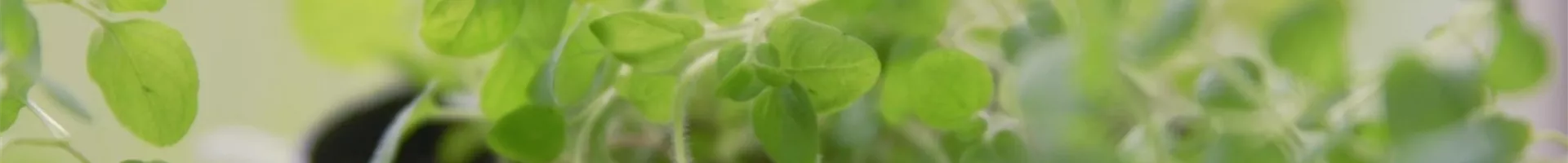 Oregano - Pikieren (Thumbnail).jpg