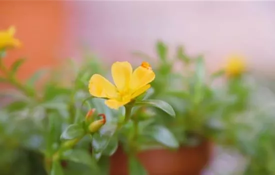 Portulakröschen - Einpflanzen im Garten