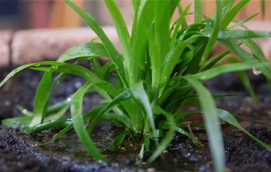 Waldmarbel - Einpflanzen im Garten