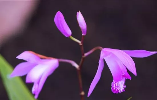 China-Orchidee - Einpflanzen im Garten