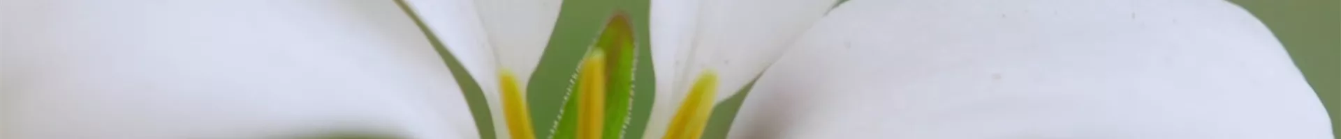 Spinnenblume - Einpflanzen im Garten (Thumbnail).jpg