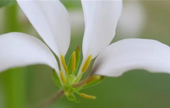 Spinnenblume - Einpflanzen im Garten