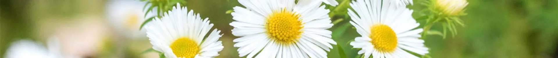 Rauhblatt Aster- Einpflanzen im Garten (Thumbnail).jpg