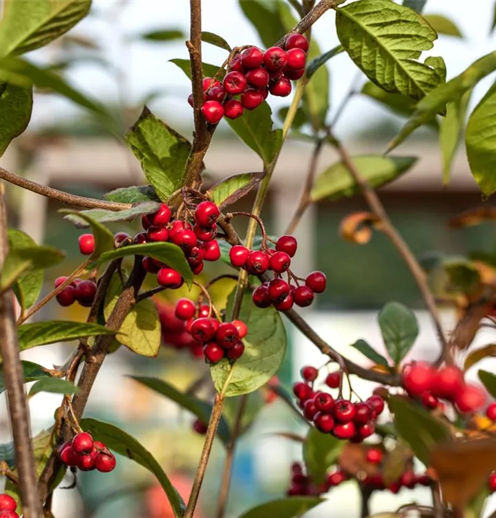 Cotoneaster franchetii