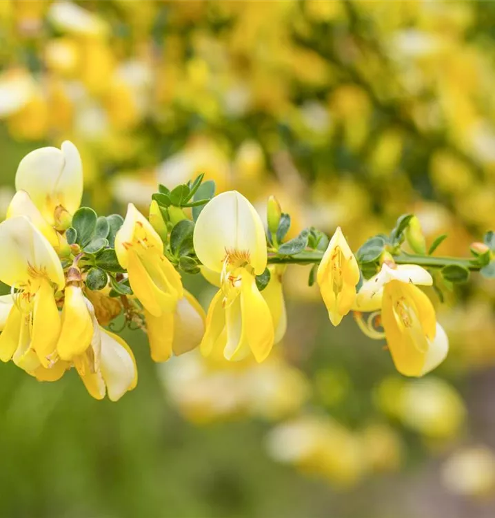 Cytisus scoparius 'Luna'