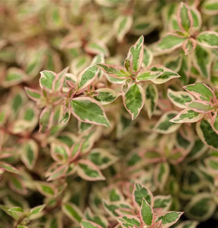 Abelia grandiflora 'Kaleidoscope'(s)