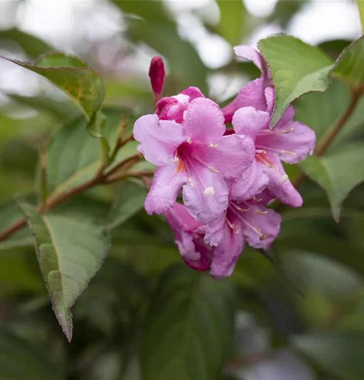 Weigela florida 'Picobella Rosa'