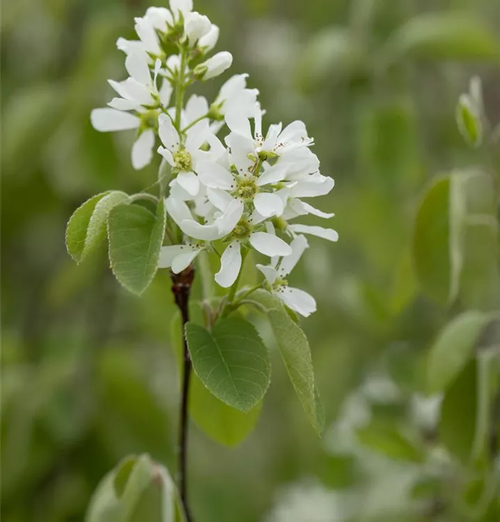 Amelanchier alnifolia 'Greatberry® Farm'