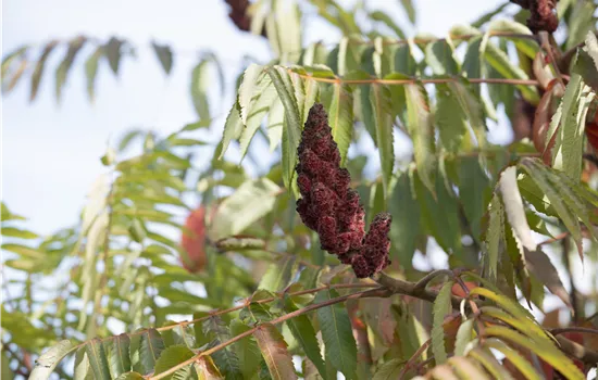 Rhus typhina 'Dissecta'