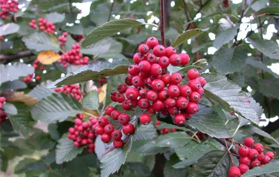 Sorbus folgneri 'Emiel'