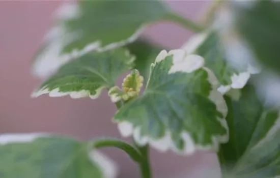 Haferstrauch - Einpflanzen im Garten