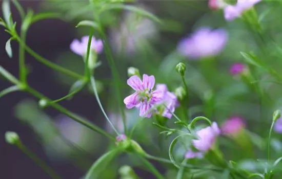 Sommer Schleierkraut - Einpflanzen im Garten