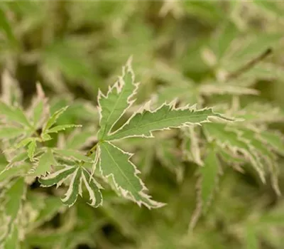 Acer palmatum 'Butterfly'