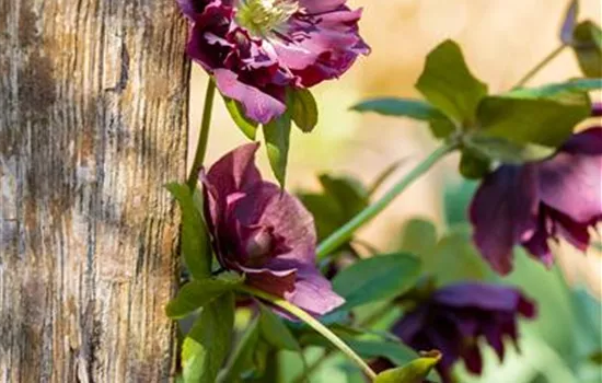 Helleborus x orientalis, rot