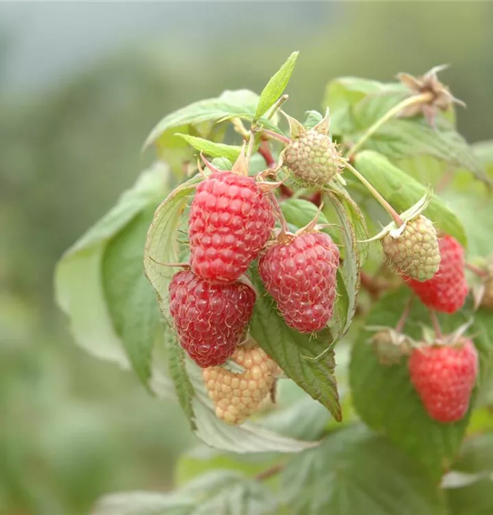 Himbeere 'Schönemann'