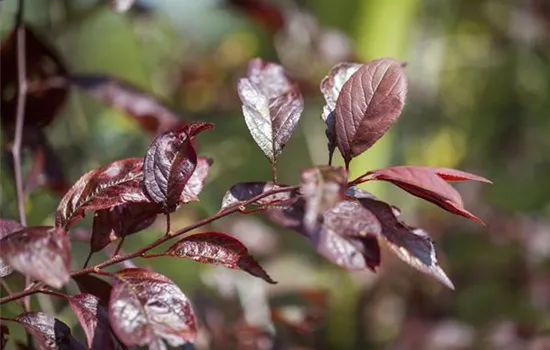 Prunus cerasifera 'Hollywood' CAC