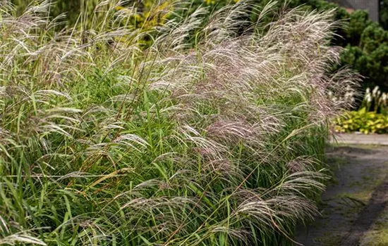 Miscanthus sinensis 'Silberfeder'