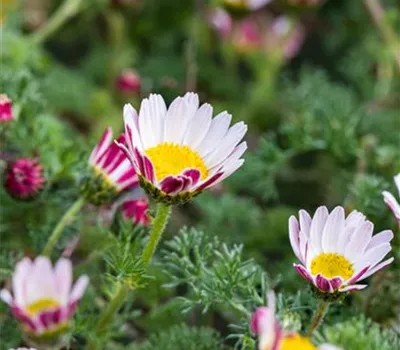 Anacyclus pyrethrum var.depressus