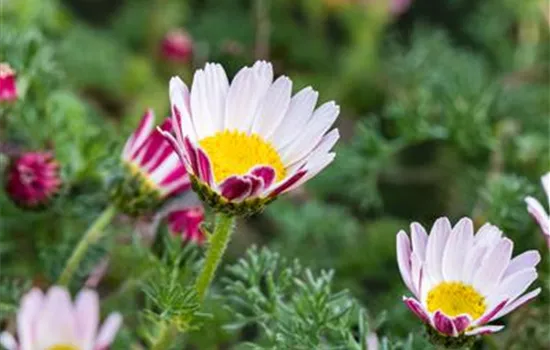 Anacyclus pyrethrum var.depressus